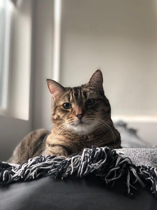 Pet-Safe Candles for a Cozy Home